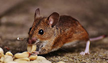 24 Hour & Emergency Exterminators in Evanston, WY